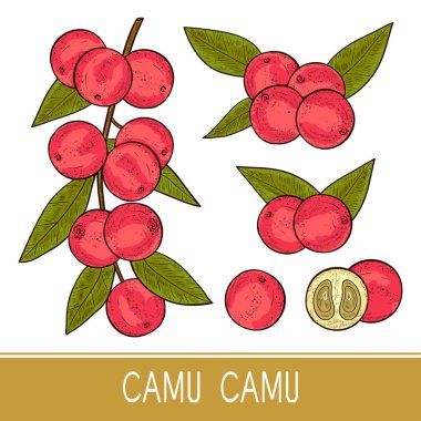 Camu camu. Dal, yaprak, meyve, berry. Kroki. Ayarlayın. Renk. Beyaz bir arka plan üzerinde.