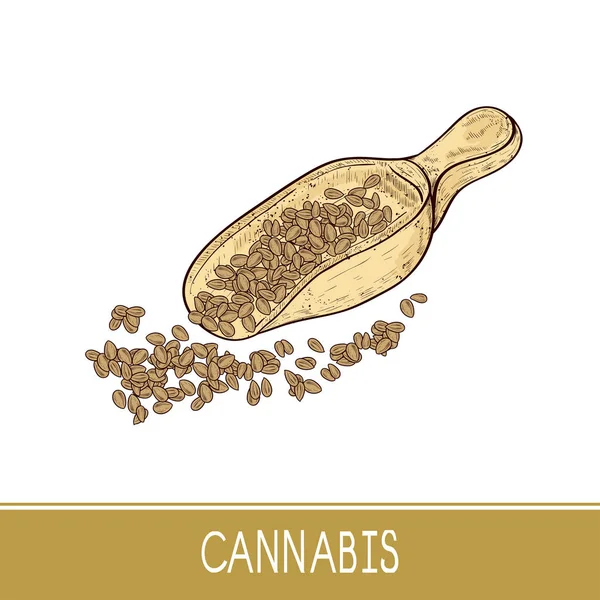 Cannabis. Cuchara con semillas. Boceto. Color. . — Vector de stock