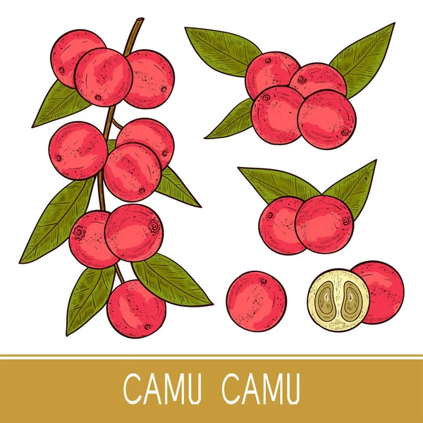 Camu camu. Rama, hojas, fruta, baya. Boceto. Listos. Color. Sobre un fondo blanco . — Vector de stock