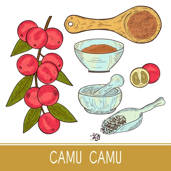 Camu camu. Branch, leaves, berry, spoon, bowl, mortar. Sketch. Set. Color — Stock Vector