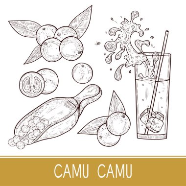 Camu camu. Lleaves, dut, kaşık, bir bardak meyve suyu. Kroki. Ayarlayın. Tek sesli.