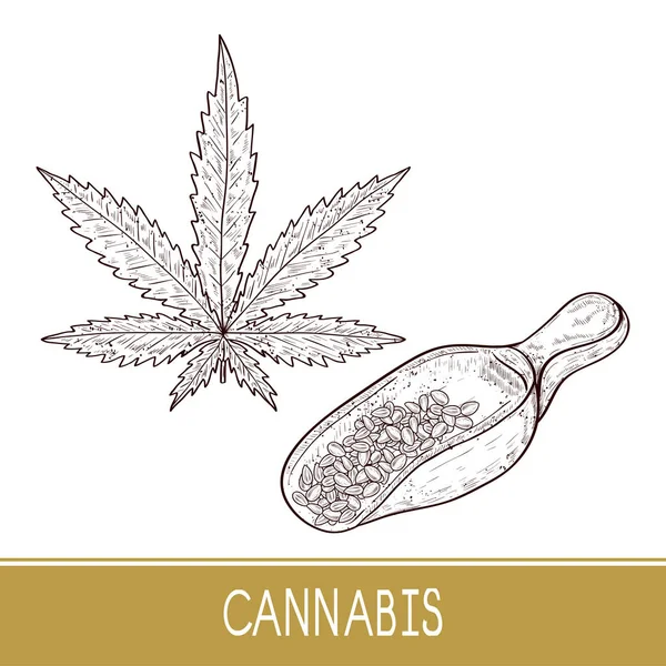 Cannabis. Hoja. Cuchara con semillas. Listos. Boceto. Monofónico . — Vector de stock