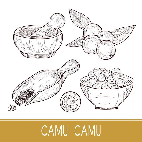 Camu camu. Branch, bladeren, bessen, lepel, mortel, kom. Schets. Instellen. Monofone. — Stockvector