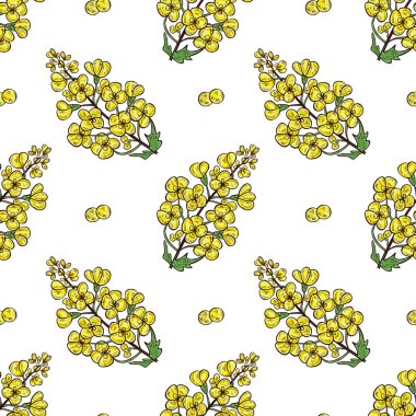 Hardal. Çiçek, yaprak, tohum. Arka plan, duvar kağıdı, doku, sorunsuz. Kroki.