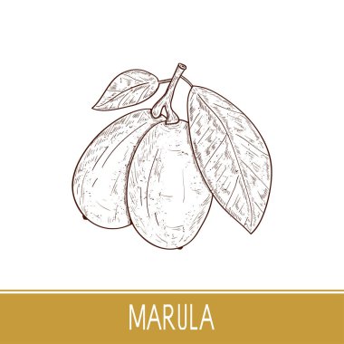 Marula. Meyve, yaprak, vecta. Kroki. Tek sesli