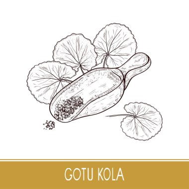 GotU kola. Bitki. Yaprakları, kepçe, toz. Tek renkli. Kroki. Beyaz bir arka plan üzerinde.