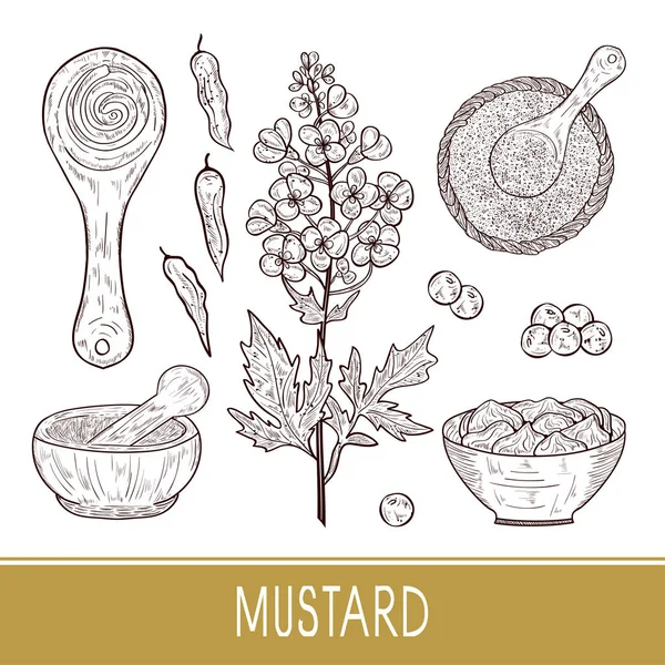 Mustard. Plant. Flowers, leaves, pod, seed. Bowl, spoon, mortar. Seasoning, powder. Sketch. Set. — Stock Vector