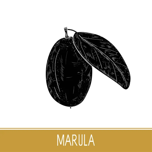 Marula. Früchte, Blatt. Monophon. schwarze Silhouette auf weißem Hintergrund. — Stockvektor