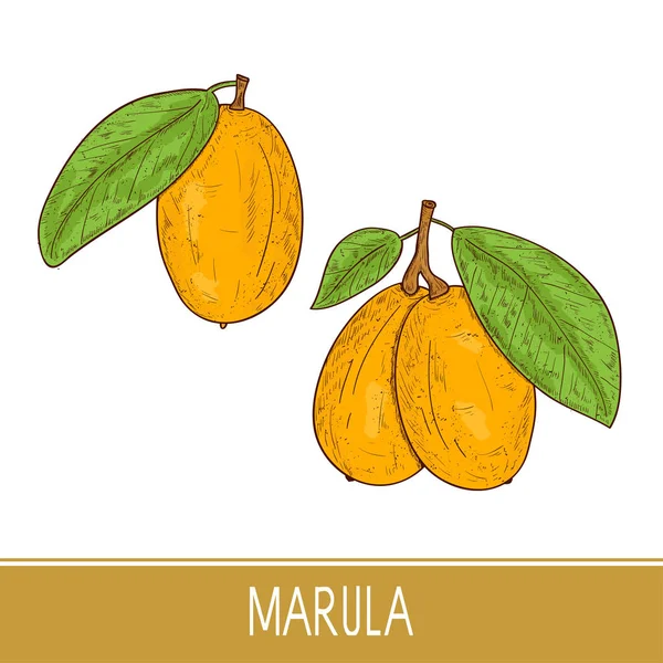 Marula. Früchte, Blatt, Vekta. gesetzt. Farbe. Skizze. — Stockvektor