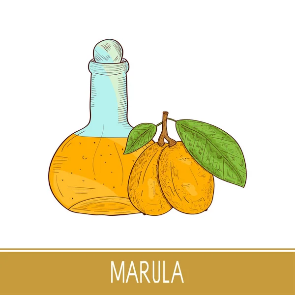 Marula. Fruits, feuilles, vecta, bouteille, huile. Couleur. Croquis . — Image vectorielle