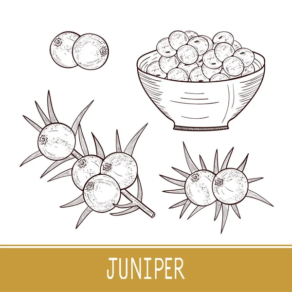 주 니 퍼입니다. 장과, 잎, 그릇입니다. 설정 합니다. 스케치. — 스톡 벡터