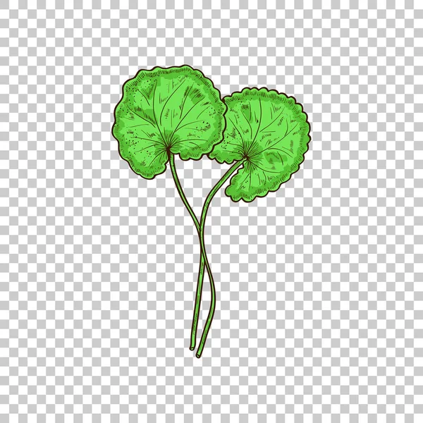 GotU kola. Bitki. Yaprak, kök. Kroki. Saydam arka plan.