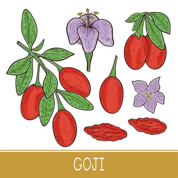 Goji ! Branche, baies, feuilles, fleurs. Prêt. Croquis. Couleur — Image vectorielle