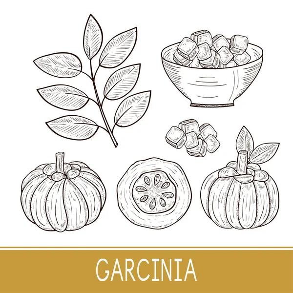 Garcinia. Fruta, hojas. Boceto. Monofónico. Conjunto . — Vector de stock