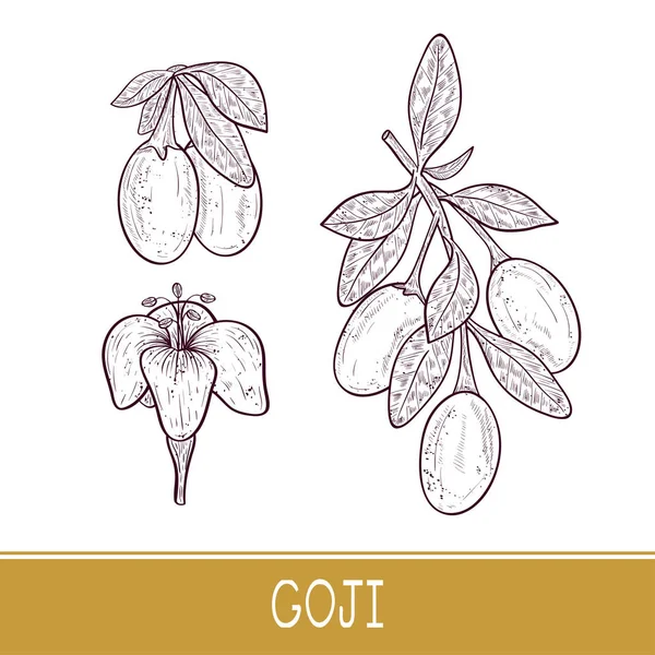 Goji. Branch, Bes, blad, bloem. Instellen. Schets. — Stockvector
