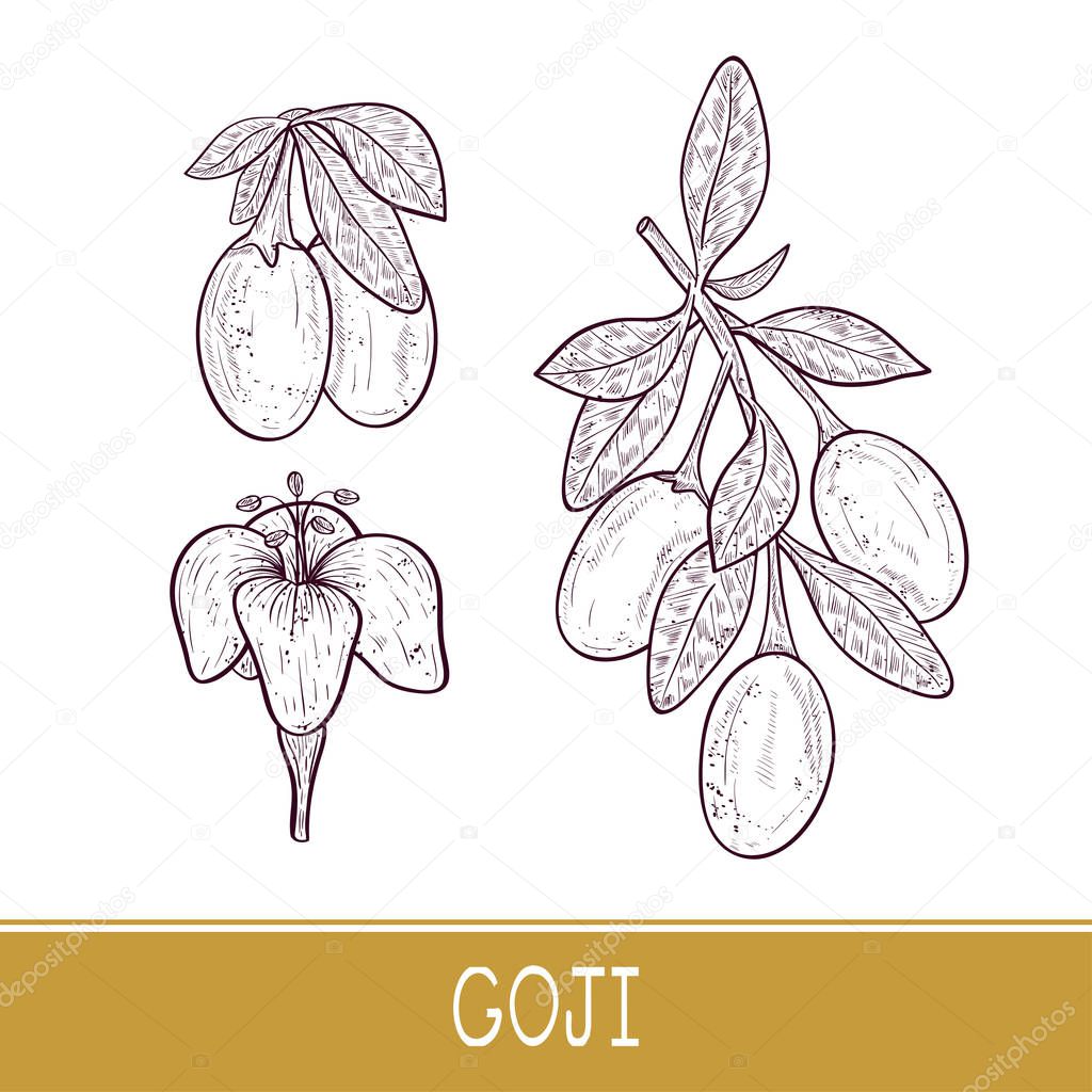Goji. Branch, berry, leaf, flower. Set. Sketch. 