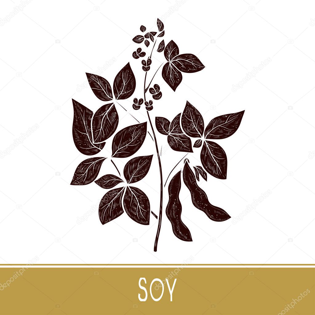 Soy. Plant Leaves, flower, branch, pod.  Black silhouette on white background.