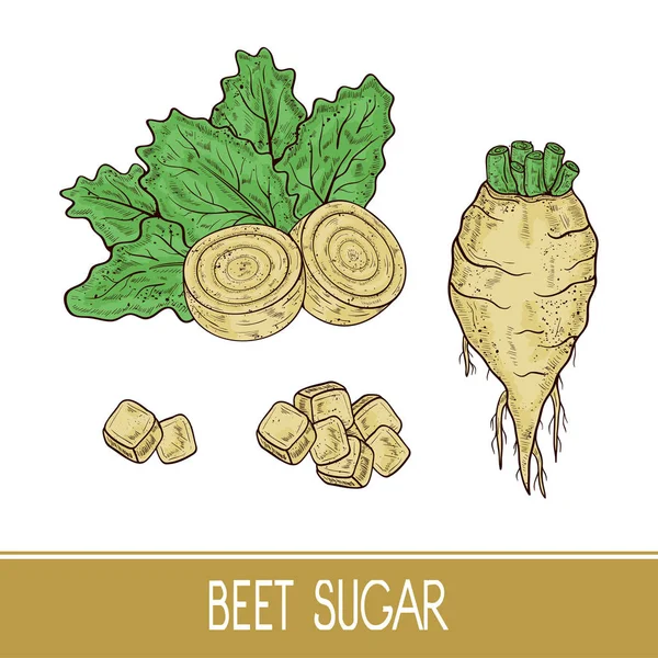 甜菜。根、葉、砂糖。設定します。スケッチ。色 — ストックベクタ