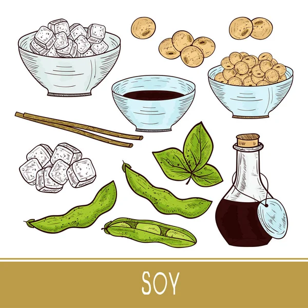 Soja. Tofu, tazón con salsa. Botella, hojas, vaina. Boceto. Color. Conjunto — Vector de stock
