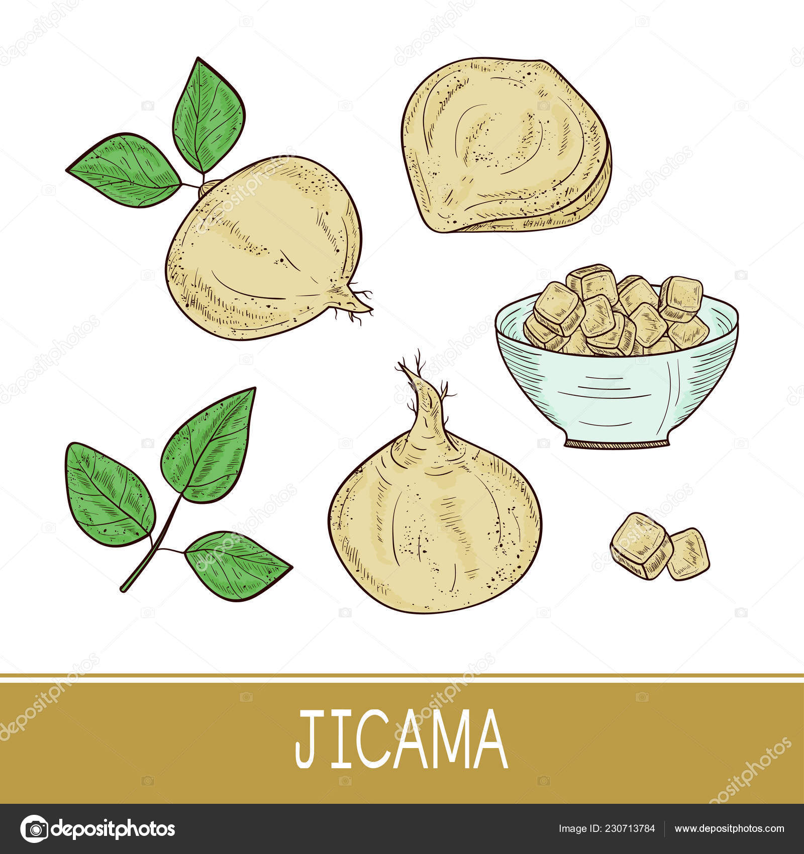 Jicama. Vegetable. Root, sheet, bowl. Sketch. Color. Set Stock Vector by ©KosOlga 230713784
