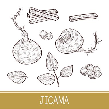 Jicama. Sebze. Kök, yaprak, parça, küp. Kroki. Tek sesli.