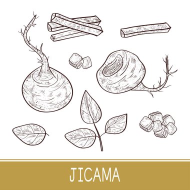 Jicama. Vegetable. Root, sheet, piece, cube. Sketch. Monophonic. clipart