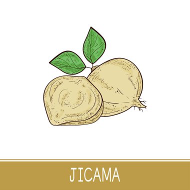Jicama. Sebze. Kök, yaprak. Kroki. Renk.