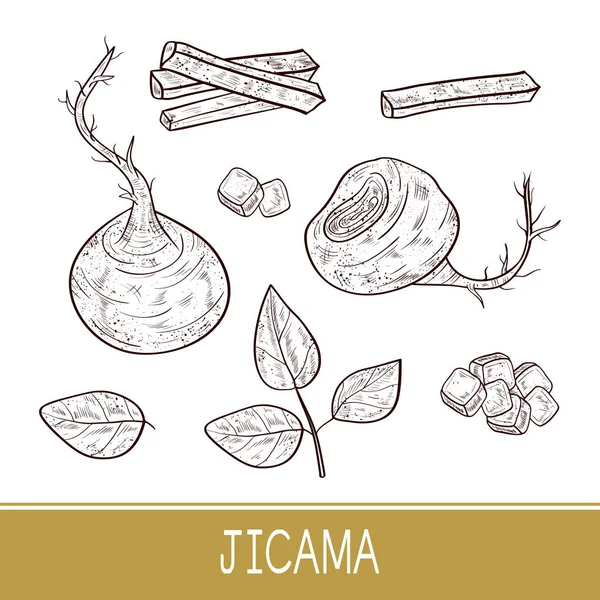 Jicama. Plantaardige. Wortel, blad, stuk, kubus. Schets. Monofone. — Stockvector