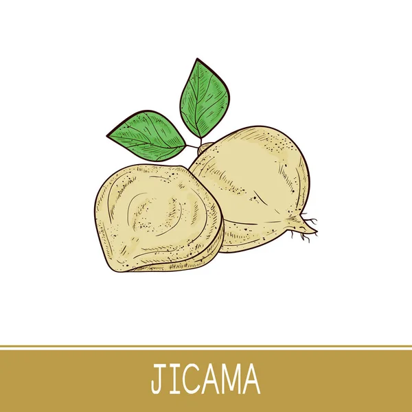 Jicama. Zelenina. Kořen, list. Náčrt aktivní zóny. Barva. — Stockový vektor