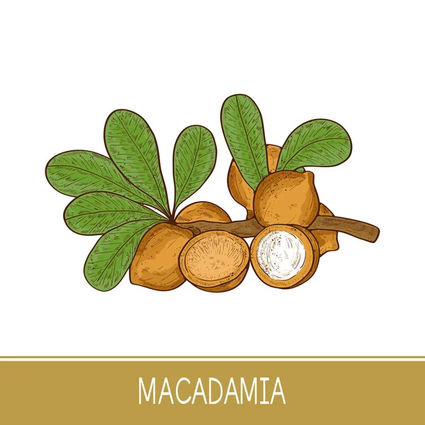 Macadamia. Pianta. Foglia, ramo, frutta. Schizzo. Colore — Vettoriale Stock