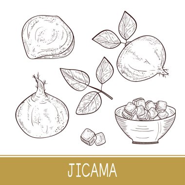 Jicama. Sebze. Kök, sac, kase. Kroki. Tek sesli. Ayarla