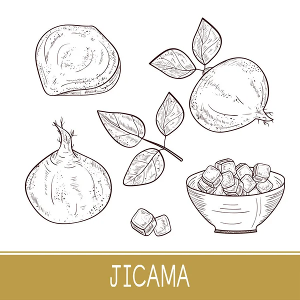 Jicama. Vegetable. Root, sheet, bowl. Sketch. Monophonic. Set — Stock Vector