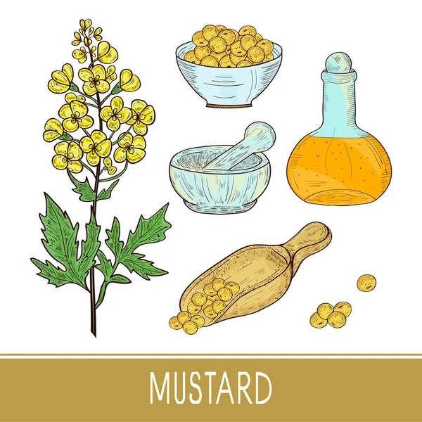 Mustard. Plant. Flower, leaf, stem, seed, bottle of oil. Bowl, mortar, scoop. Sketch. Color. — Stock Vector