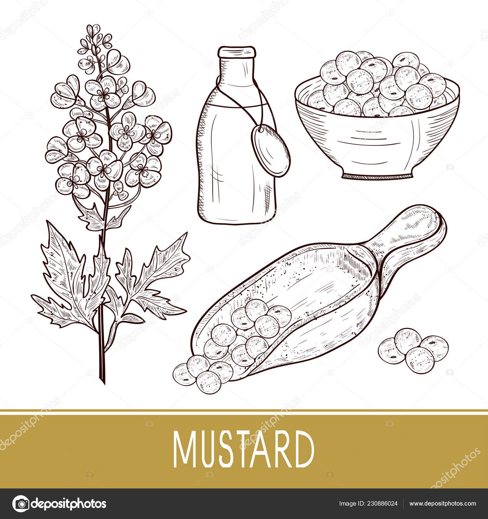 Hand Drawn of Black Mustard Plant on White Drawing by Iam Nee - Pixels