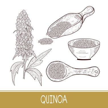 Quinoa. Bitki. Kaşık, kase tohumları ile. Kroki. Ayarla.