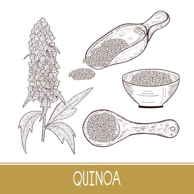 Quinoa. Plant. Spoon, bowl with seeds. Sketch. Set. clipart