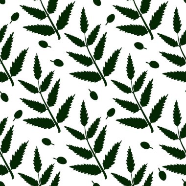 Neem. Yaprak, meyve. Arka plan, duvar kağıdı, sorunsuz, doku. Beyaz zemin üzerine siluet.