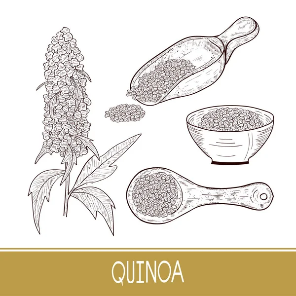 Du quinoa. Plante. Cuillère, bol avec des graines. Croquis. Ensemble . — Image vectorielle