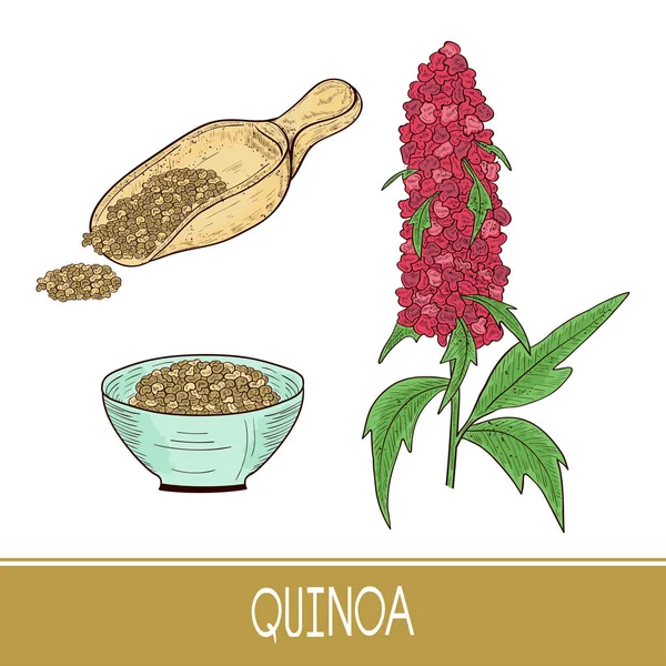 Du quinoa. Plante. Cuillère, bol avec des graines. Croquis. Prêt. Couleur — Image vectorielle
