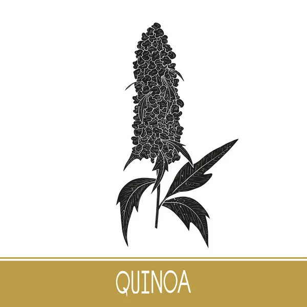 Quinua. Planta. Silueta negra sobre fondo blanco . — Archivo Imágenes Vectoriales