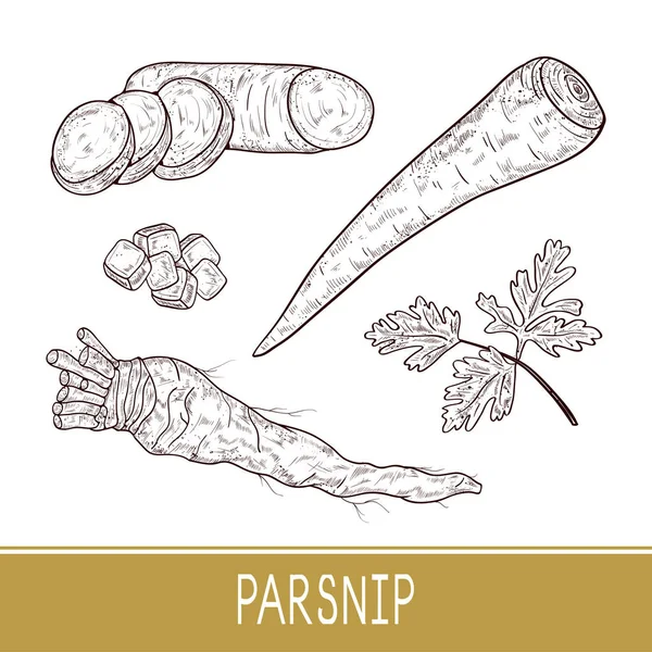 Parsnip. Vegetable. Root, sheet, piece. Set. Sketch. Monophonic. On a white background. — Stock Vector