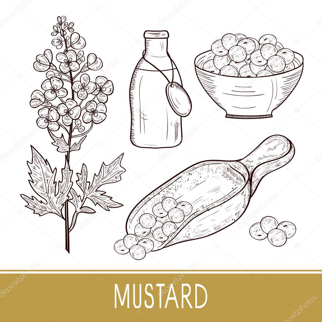 Mustard. Plant. Flowers, leaves, seed. Bottle with oil, a bowl. Sketch. Set.