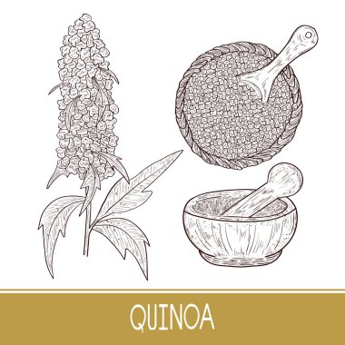 Quinoa. Bitki. Kaşık, harç. Tohum ile top. Kroki. Ayarla.