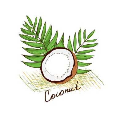 Hindistan cevizi. Kroki doodle. Beyaz bir arka plan üzerinde.