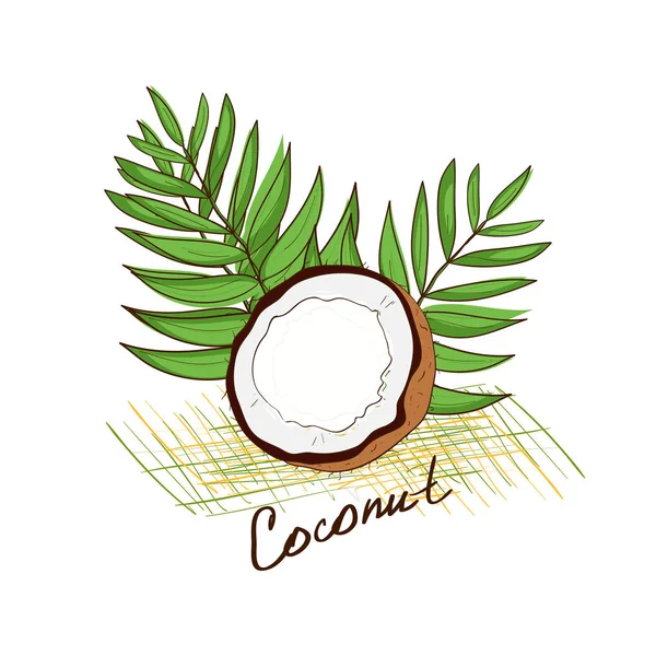 Noix de coco. Esquisse un gribouillage. Sur fond blanc . — Image vectorielle