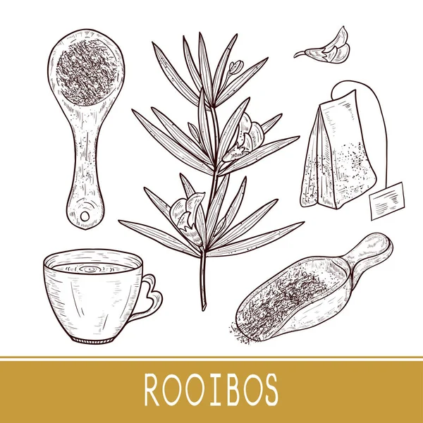 Rooibos. Planta. Una cucharada de té, taza, sobre. Boceto. Conjunto . — Archivo Imágenes Vectoriales