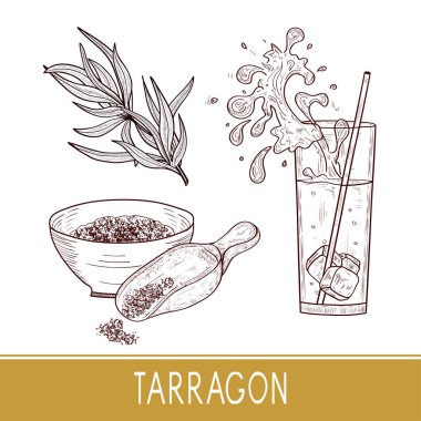 Tarhun. Bitki. Baharat, toz, içecek. Kroki. Tek sesli. Ayarla.