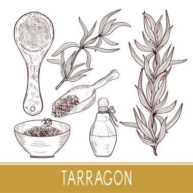 Tarhun. Bitki, özü, baharat. Kase, kepçe şişe. Ayarlayın. Kroki. Tek sesli