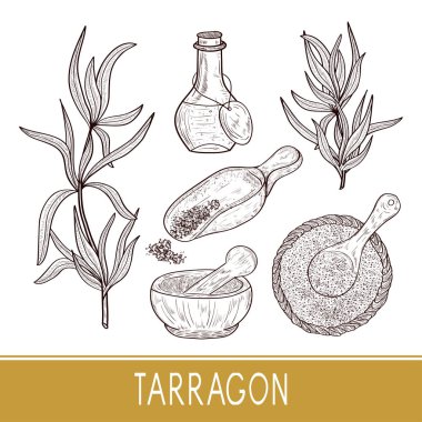 Tarhun. Bitki, özü, baharat. Ayarlayın. Kroki. Tek sesli