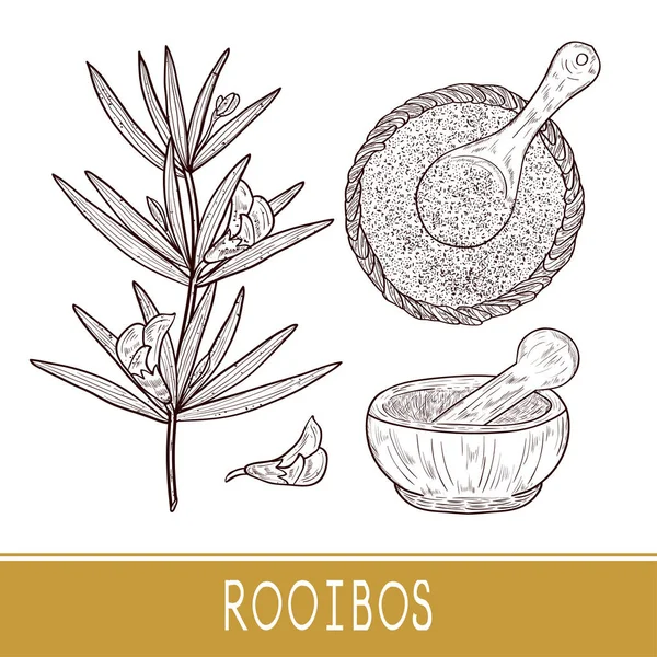 Rooibos. Liście, kwiat, herbata, miska, łyżka, zaprawy. Szkic. Monofoniczne. — Wektor stockowy